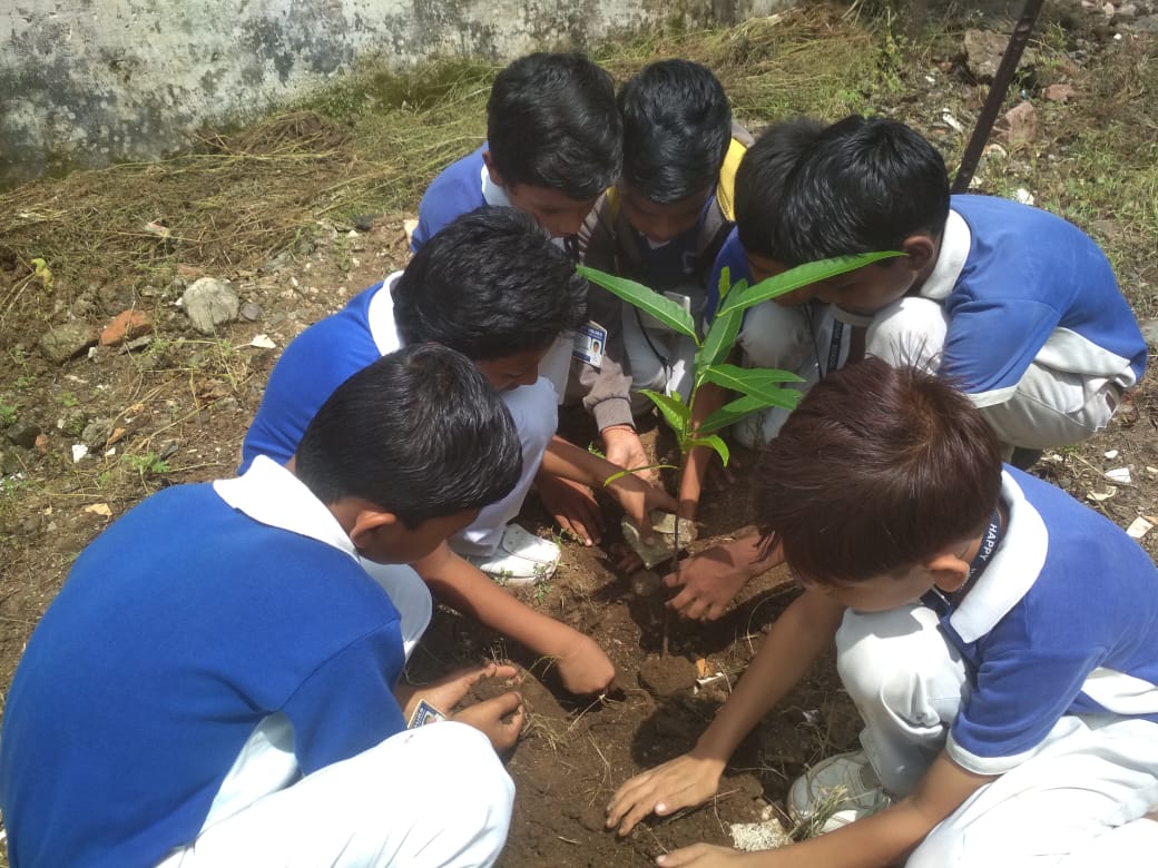 Tree Plantation